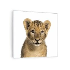 Wonderwall Air Art Smart Infrarotheizung Löwe 60x60cm 350W